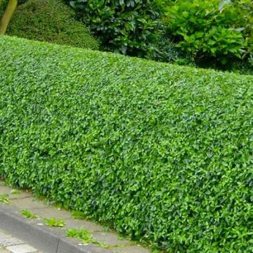 Kalina ali liguster, nižja živa meja